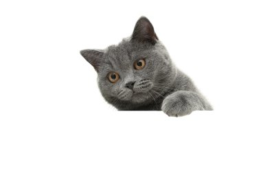 beyaz zemin üzerine sarı gözlü genç kedi bir w oturuyor