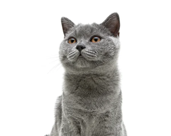 Gato gris joven con ojos amarillos sobre un fondo blanco —  Fotos de Stock