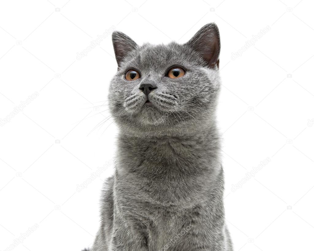 Jeune Chat Gris Avec Des Yeux Jaunes Sur Un Fond De Fond
