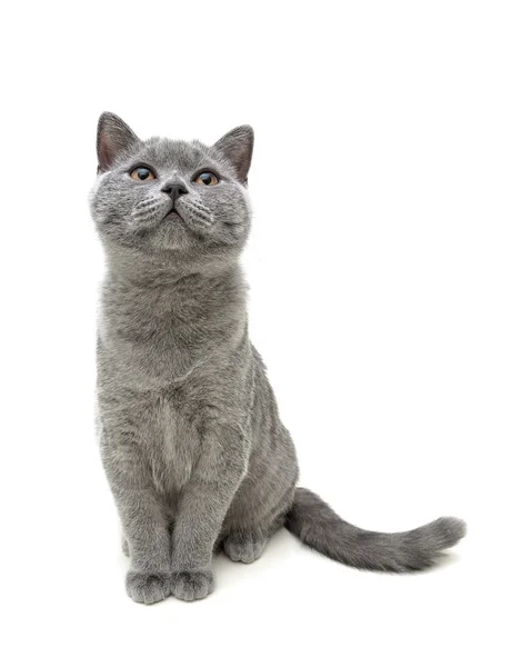 Young gray cat sitting isolated on white background background — Stock Photo, Image
