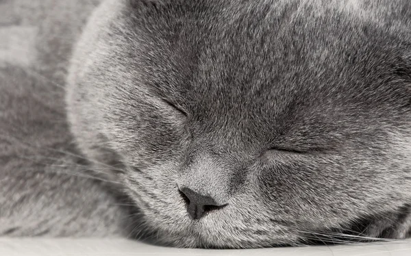 Uyuyan gri kedi portresi yakın çekim. — Stok fotoğraf