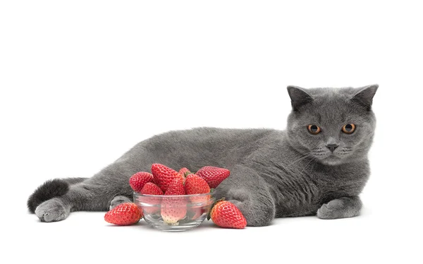 Kattenras Schotse rechte en sappige aardbeien geïsoleerd op w — Stockfoto