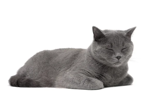 Cat breed Scottish-Straight (age 1 year 3 months) sleeping on a — Stock Photo, Image