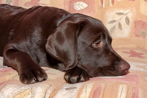 Chocolate labrador retriever puppy, age 5,0 months. — Stock Photo, Image