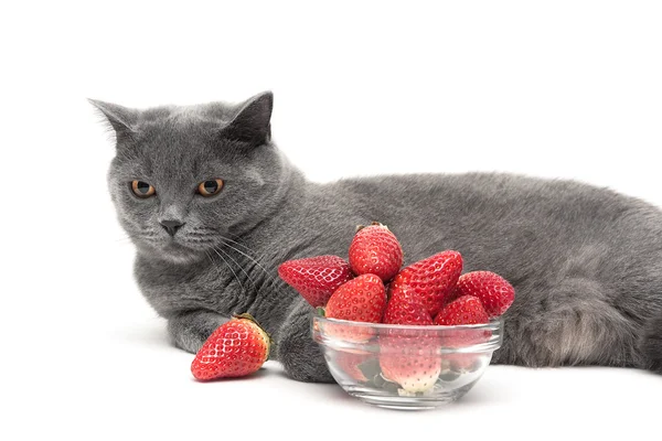 Gatto grigio e una ciotola di vetro con una fragola matura su un dorso bianco — Foto Stock