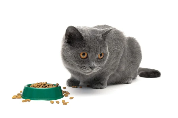 Kat eet droog voedsel uit de groene kom op een witte achtergrond — Stockfoto