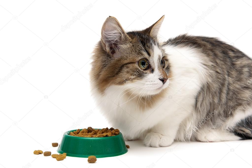 fluffy kitten eats food from the green bowl on a white backgroun