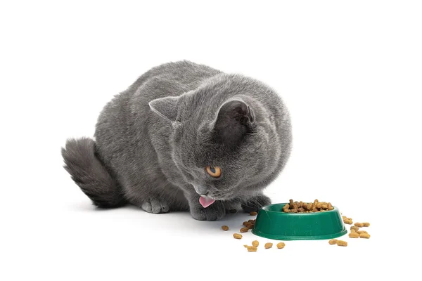 Gato gris se sienta al lado de un tazón de comida sobre un fondo blanco —  Fotos de Stock