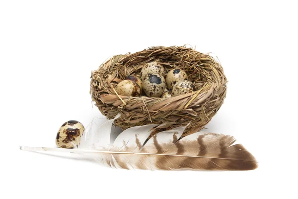 Piuma di uccello e uova di quaglia in un nido su uno sfondo bianco — Foto Stock