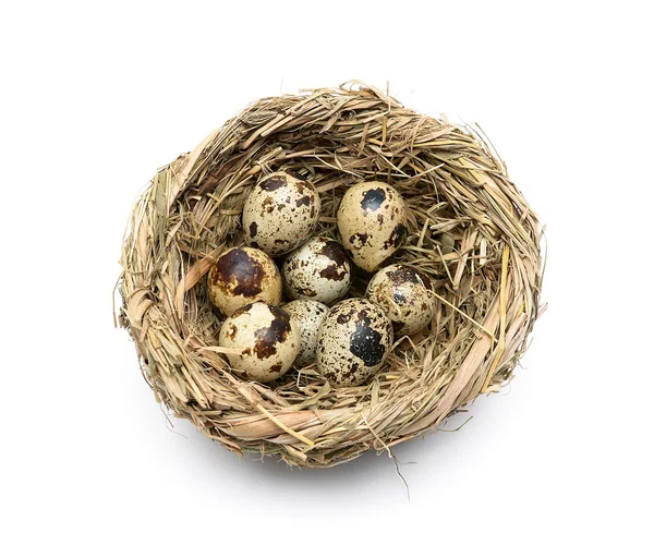 Kwartel eieren in een nest geïsoleerd op een witte achtergrond — Stockfoto
