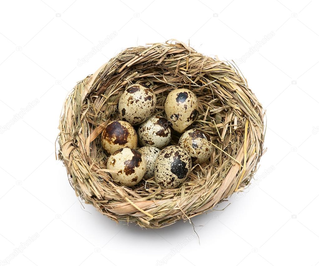 quail eggs in a nest isolated on a white background