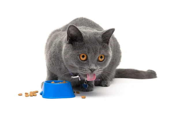 Gato gris comiendo comida de un tazón sobre un fondo blanco —  Fotos de Stock