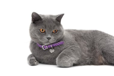 yorgunluk bir yaka bir kolye ile beyaz bir arka plan üzerinde kedi kapatın-