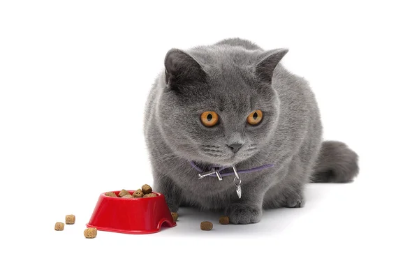Gato sentado alrededor de un tazón de comida sobre un fondo blanco de cerca —  Fotos de Stock