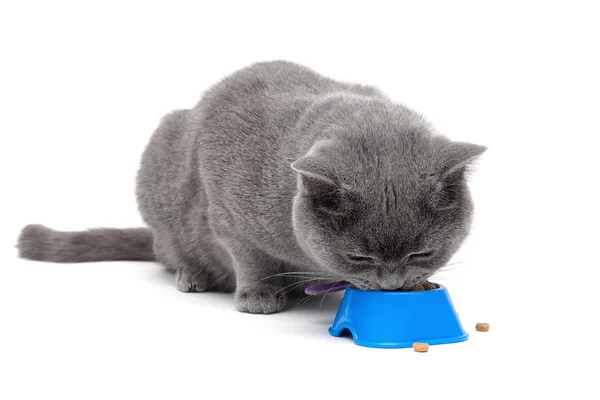 Gato escocés comiendo comida de un tazón sobre un fondo blanco —  Fotos de Stock