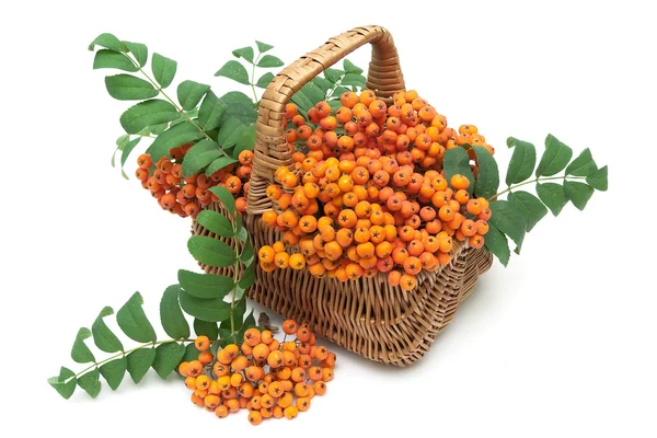 Red mountain ash in a wicker basket on a white background — Stock Photo, Image