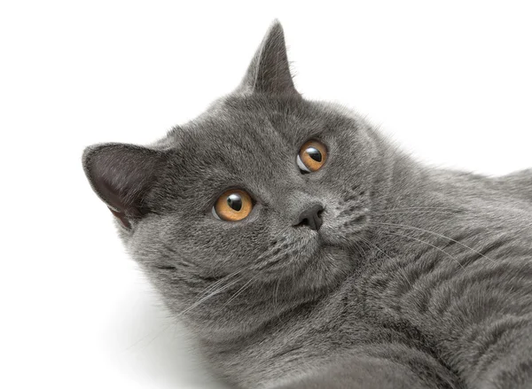 Portret szary kot na białym tle — Zdjęcie stockowe