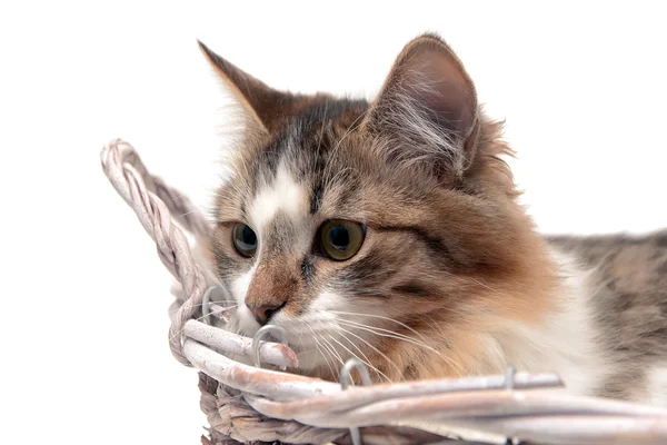Gato esponjoso se encuentra en una cesta sobre un fondo blanco — Foto de Stock