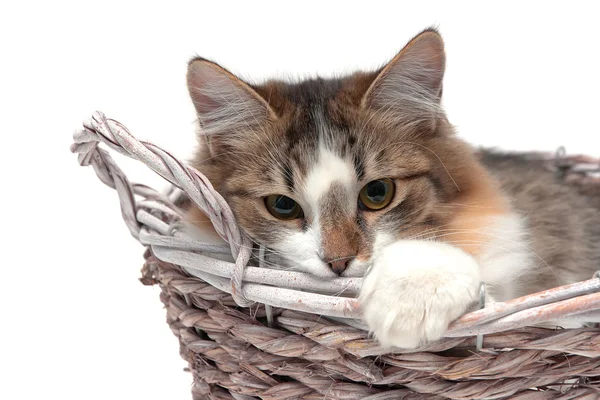 Gato se encuentra en una canasta de mimbre sobre un fondo blanco — Foto de Stock