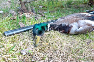Trophy hunter: yaban ördeği çim üzerinde yalan.