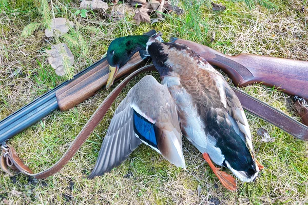 Ödül avcısı yaban ördeği ve silah çimenlerin üzerinde yatıyordu — Stok fotoğraf