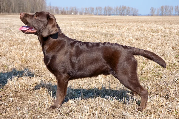 Czekoladowy labrador retriever szczeniak (wiek 7,0 miesięcy). — Zdjęcie stockowe