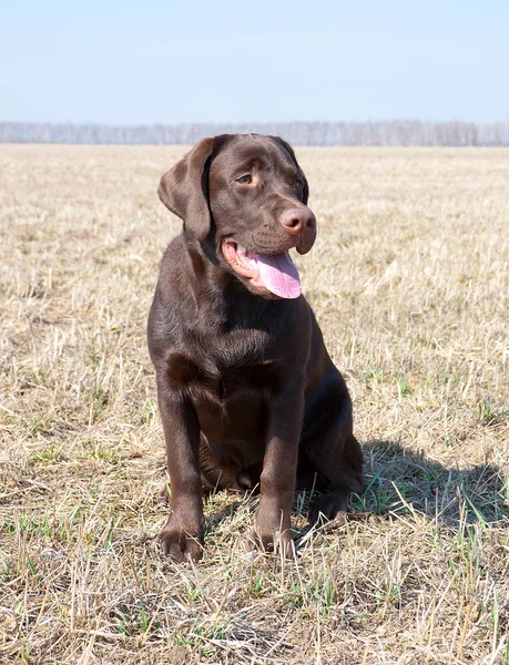 Chocolate labrador retriever cachorro —  Fotos de Stock