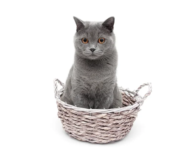 Gato gris sentado en una cesta de mimbre sobre un fondo blanco — Foto de Stock