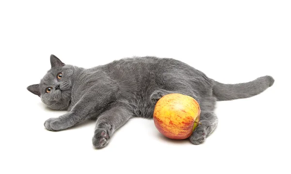 Šedá kočka a apple izolovaných na bílém pozadí — Stock fotografie