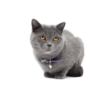 kedi tasması üzerinde beyaz arka plan yakın çekim