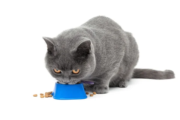 Gato comiendo comida de un tazón aislado sobre fondo blanco — Foto de Stock