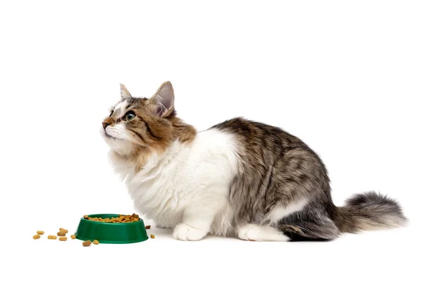 Fluffy cat sits beside a bowl of food on a white background — Stock Photo, Image