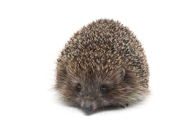 Hedgehog isolado no fundo branco fechar . — Fotografia de Stock