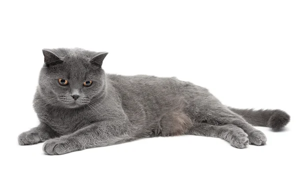 Beautiful gray cat lying on a white background. Horizontal photo Stock Picture