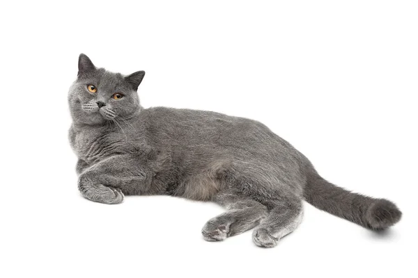 Gray cat breed Scottish Straight lies on a white background Royalty Free Stock Photos