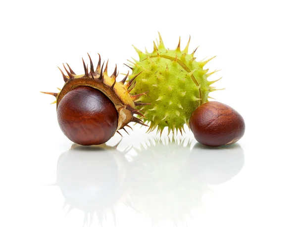 Frutas castanha closeup em um fundo branco com reflexão — Fotografia de Stock