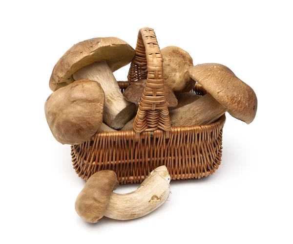 Cogumelos em uma cesta isolada em um fundo branco — Fotografia de Stock