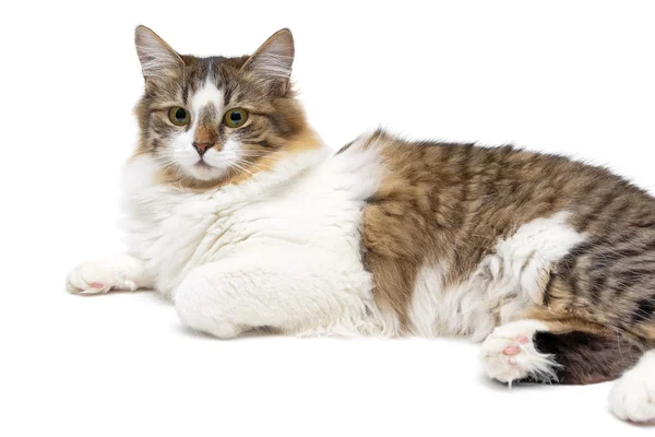 Gato con ojos verdes de cerca sobre un fondo blanco — Foto de Stock