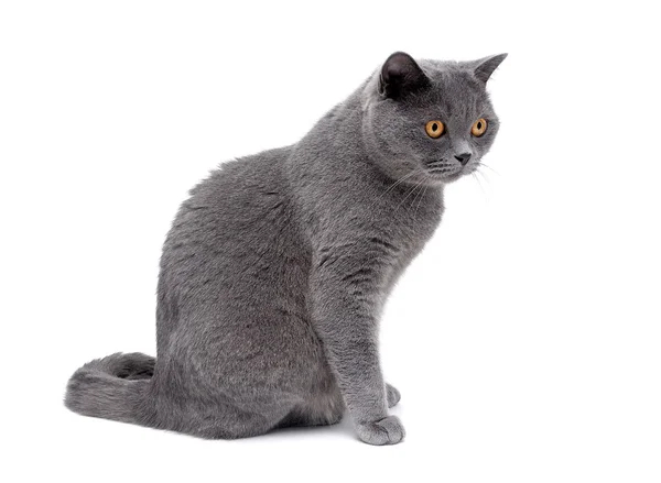 Gatto grigio con occhi gialli da vicino su sfondo bianco — Foto Stock