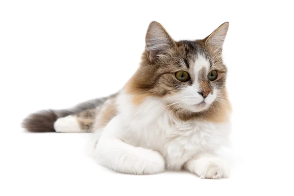 Fluffy cat close up lying on a white background — Stock fotografie