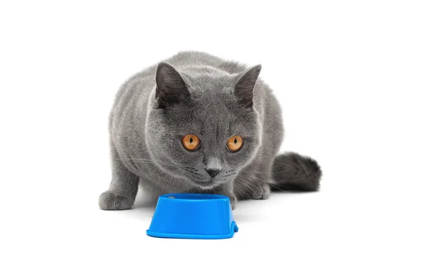 Gray cat with yellow eyes eating food from a bowl on a white bac — Stok fotoğraf