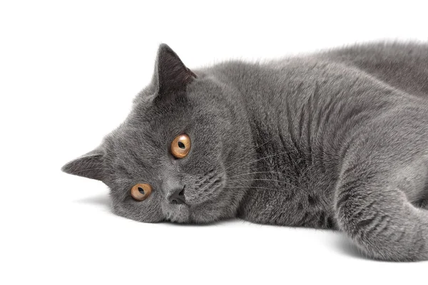 Gato gris con ojos amarillos acostado sobre fondo blanco —  Fotos de Stock