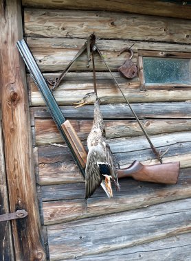 Yaban ördeği avcılık kupa ve av tüfeği
