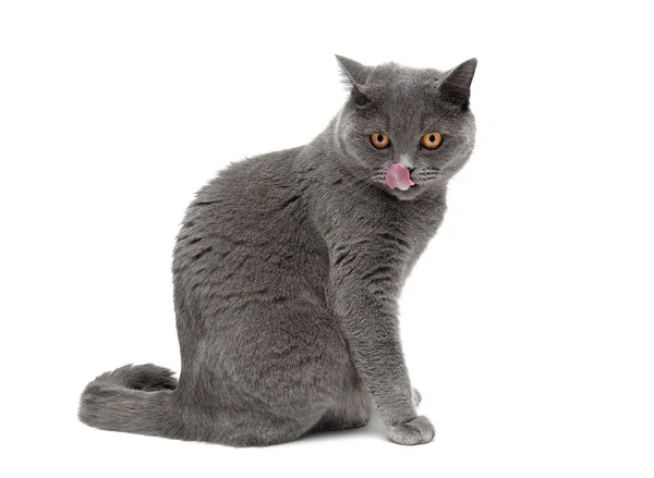 Cat with yellow eyes sitting on a white background — Stock Photo, Image