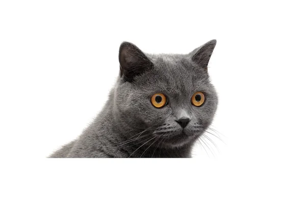 Graue Katze auf weißem Hintergrund sitzt hinter weißem Banner — Stockfoto