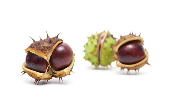 Castanha de fruta madura isolada sobre um fundo branco — Fotografia de Stock