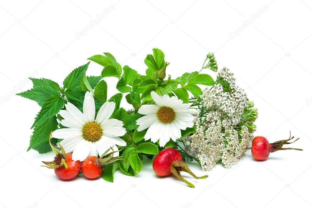 nettle, yarrow and berries of wild rose isolated on white backgr