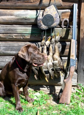 Labrador geri almak, av silah ve kupa.