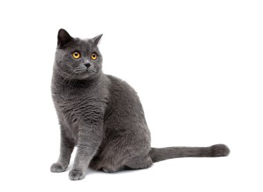 Beyaz bir arka plan üzerinde izole sarı gözlü kedi