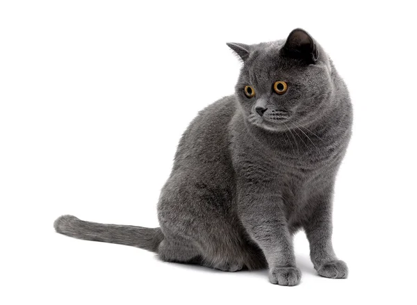 Gatto grigio con occhi gialli isolato su uno sfondo bianco — Foto Stock